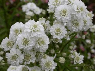 Achillea ptarmica 'Perry's White'