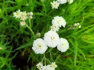 Achillea ptarmica 'The Pearl'