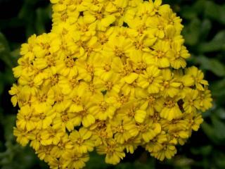 Achillea tomentosa