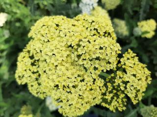 Achillea hybride 'Hella Glashoff'