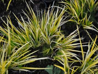 Acorus gramineus 'Hakuro Nishiki'