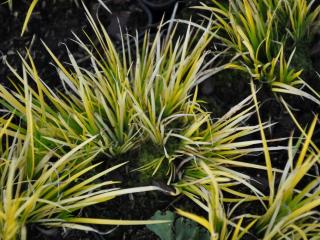 Acorus gramineus 'Hakuro Nishiki'