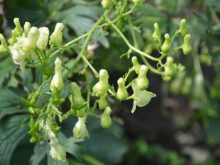 Aconitum lamarckii