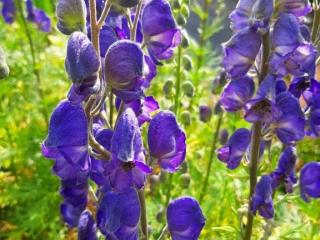 Aconitum napellus