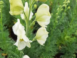 Aconitum napellus 'Album'