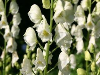 Aconitum napellus 'Schneewittchen'