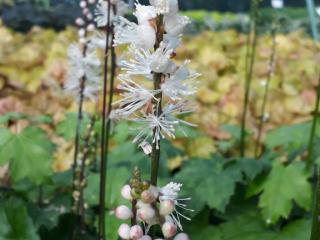 Actaea japonica 'Cheju do'