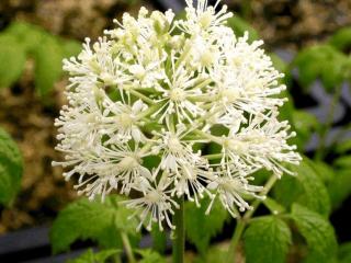 Actaea pachypoda