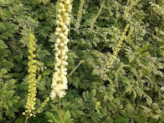 Actaea racemosa