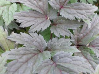 Actaea simplex 'Atropurpurea'