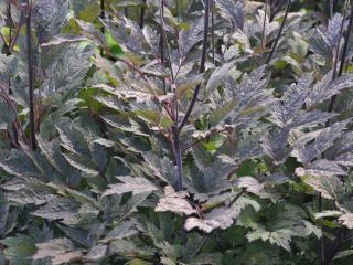 Actaea simplex 'Brunette'