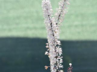 Actaea hybride 'Chocoholic'