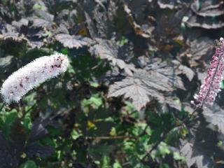 Actaea simplex 'Pink Spike'