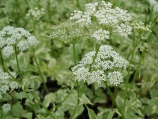 Aegopodium podograria 'Variegatum'