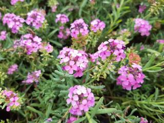 Aethionema armenum 'Warley Rose'