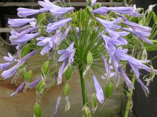 Agapanthus africanus