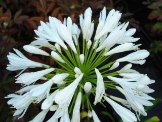 Agapanthus africanus 'Albus'