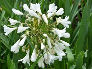 Agapanthus hybride 'Arctic Star' (PBR)