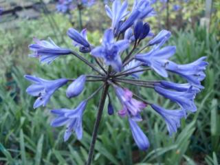 Agapanthus 'Black Buddhist' P2L