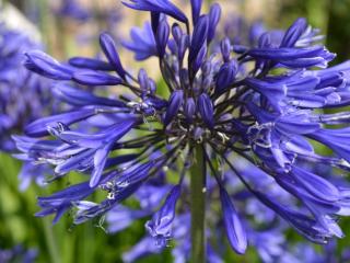 Agapanthus hybride 'Navy Blue'