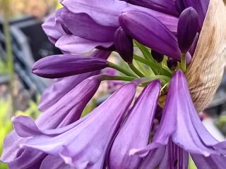 Agapanthus hybride 'Poppin Purple' ®