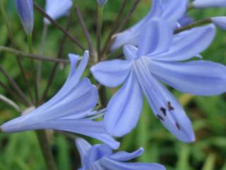 Agapanthus hybride 'Peter Pan'