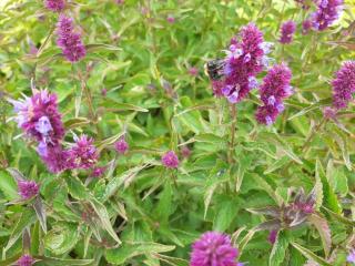Agastache hybride 'Bee-licious Purple' ®