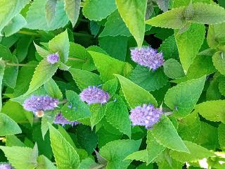 Agastache foeniculum