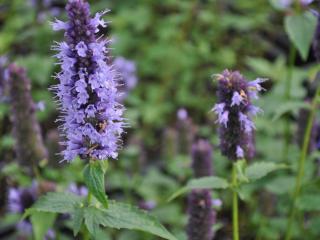 Agastache hybride 'Black Adder'