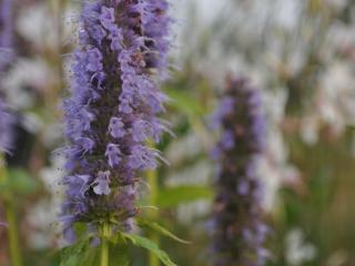 Agastache hybride 'Blue Fortune'