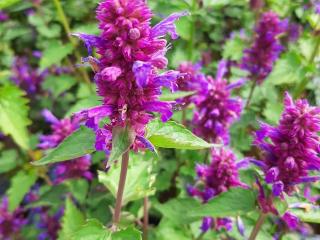 Agastache hybride 'Blue Boa' (PBR)