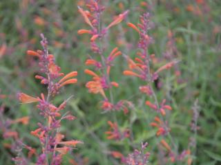 Agastache hybride 'Firebird'