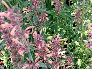 Agastache hybride 'Kolibri'