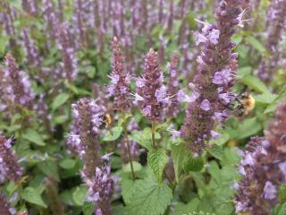 Agastache hybride 'Little Adder'