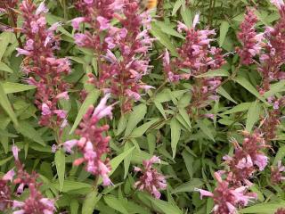 Agastache hybride 'Linda'