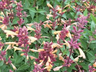 Agastache hybride 'Mango Tango'