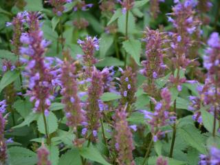 Agastache hybride 'Purple Haze'