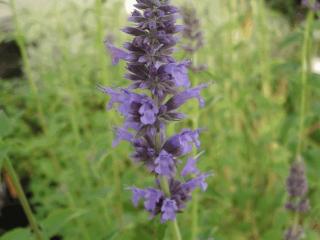 Agastache hybride 'Serpentine'