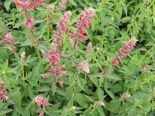Agastache mexicana 'Red Fortune' ®