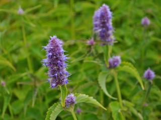 Agastache rugosa