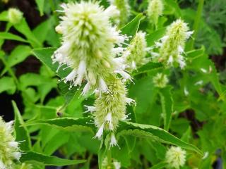 Agastache rugosa 'Alabaster'