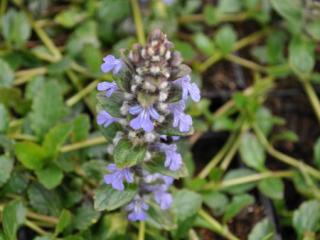 Ajuga reptans