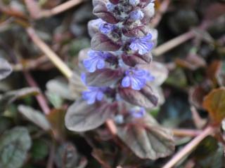 Ajuga reptans 'Atropurpurea'