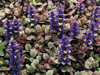 Ajuga reptans 'Burgundy Glow'