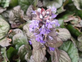 Ajuga reptans 'Braunherz'