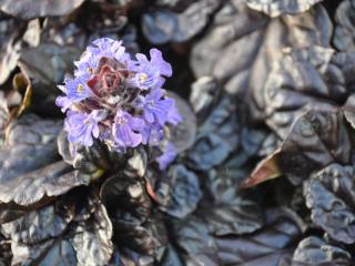 Ajuga reptans 'Black Scallop' (PBR)