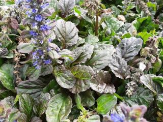 Ajuga reptans 'Catlin's Giant'