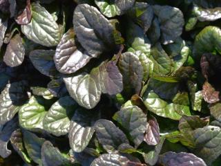 Ajuga reptans 'Mahogany'