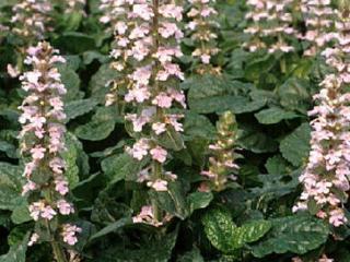 Ajuga reptans 'Purple Torch'