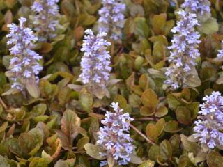 Ajuga reptans 'Rainbow'